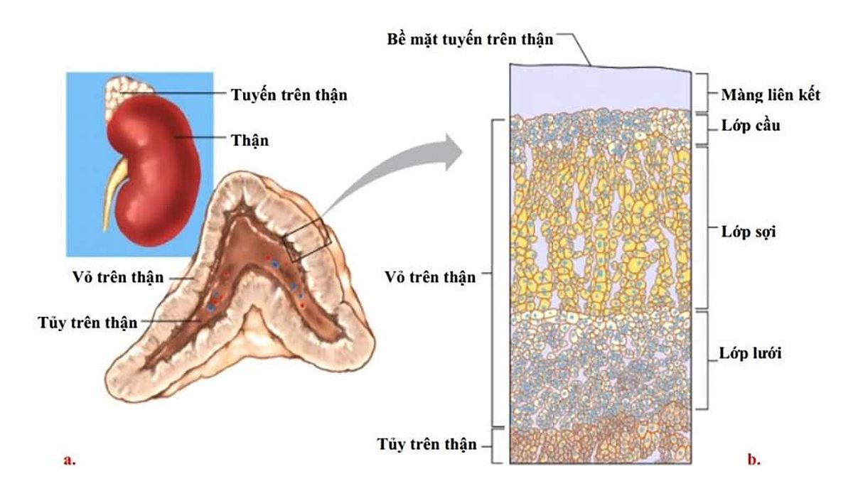 Bề mặt tuyến trên thận