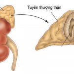 Giải Phẫu Tuyến Thượng Thận