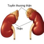 Tuyến Thượng Thận Có Khả Năng Tổng Hợp Cholesterol