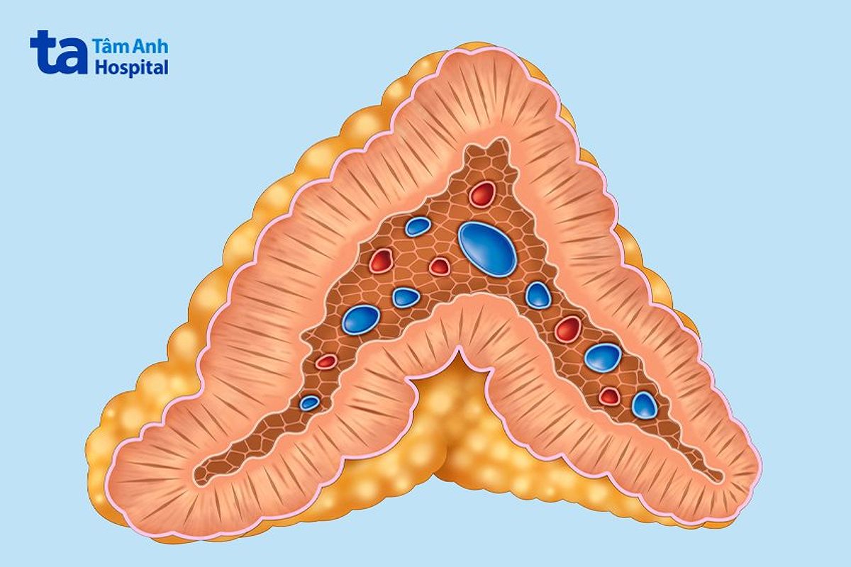 Cấu tạo bên trong tuyến thượng thận