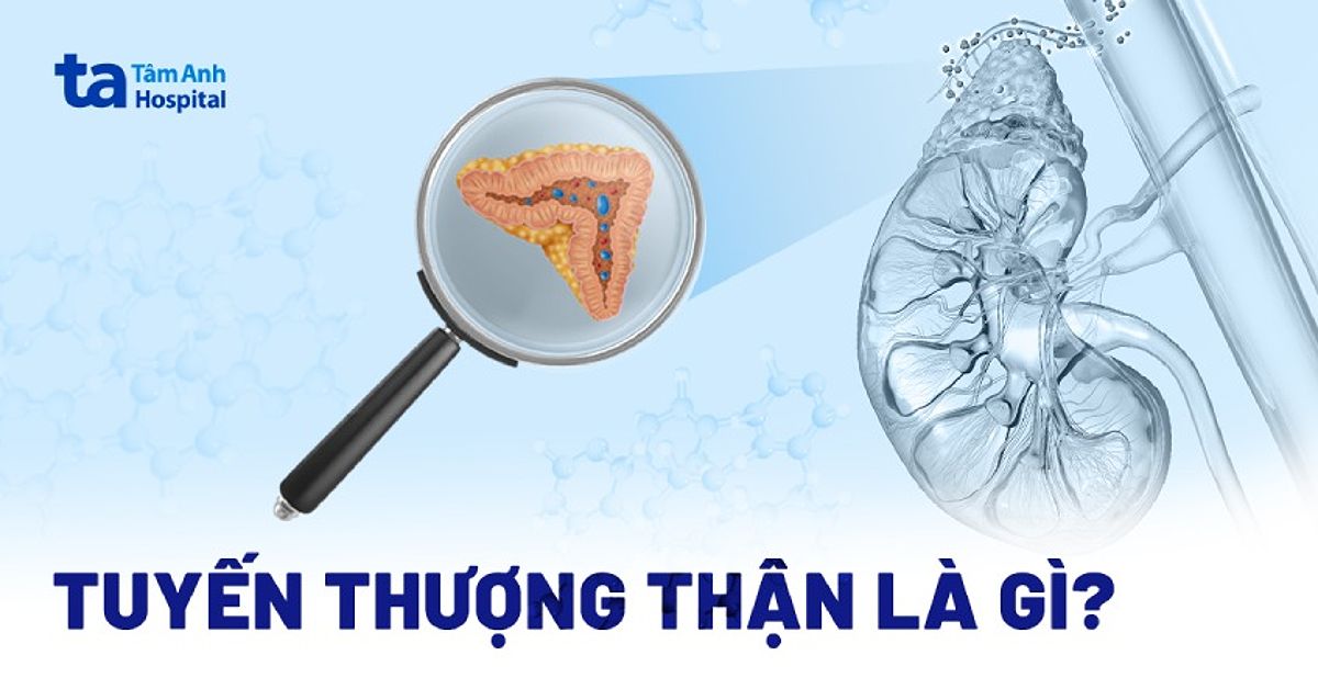 Cấu trúc vi thể của tuyến thượng thận