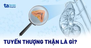 Giải Phẫu Tuyến Thượng Thận