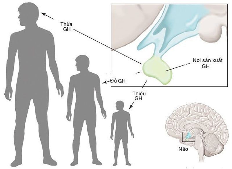 Hormone tăng trưởng chiều cao