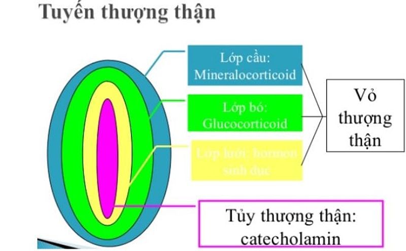 Suy tuyến thượng thận