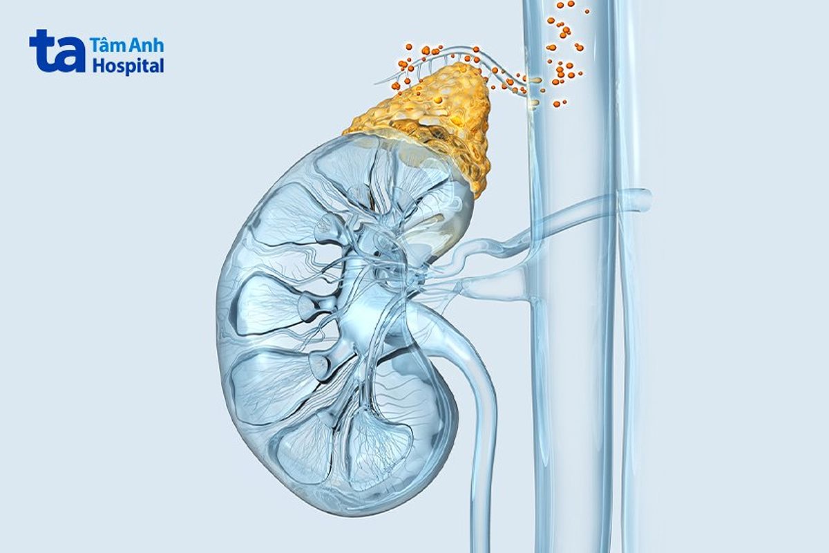 Tầm quan trọng của động mạch thượng thận