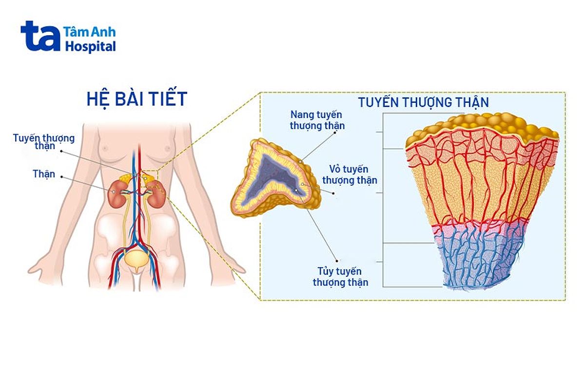 Thẩm mỹ tốt hơn